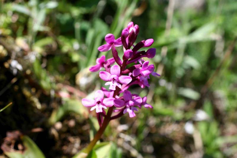 Da identificare: Orchis brancifortii, Pazzano (RC, Calabria)